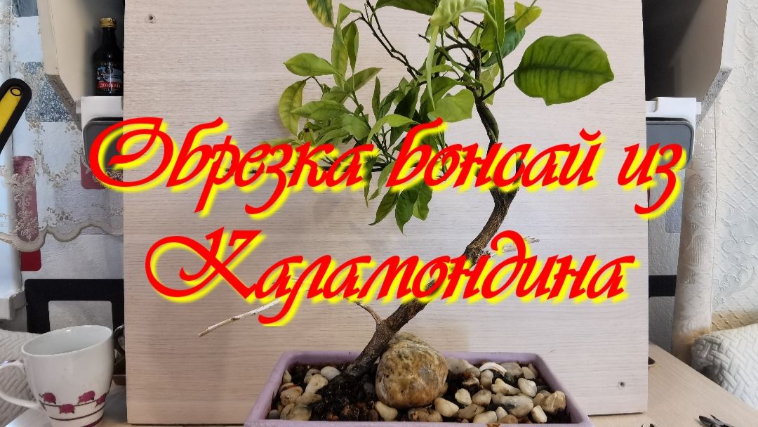 Все о цитрусах