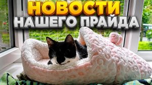 Новости нашего прайда.