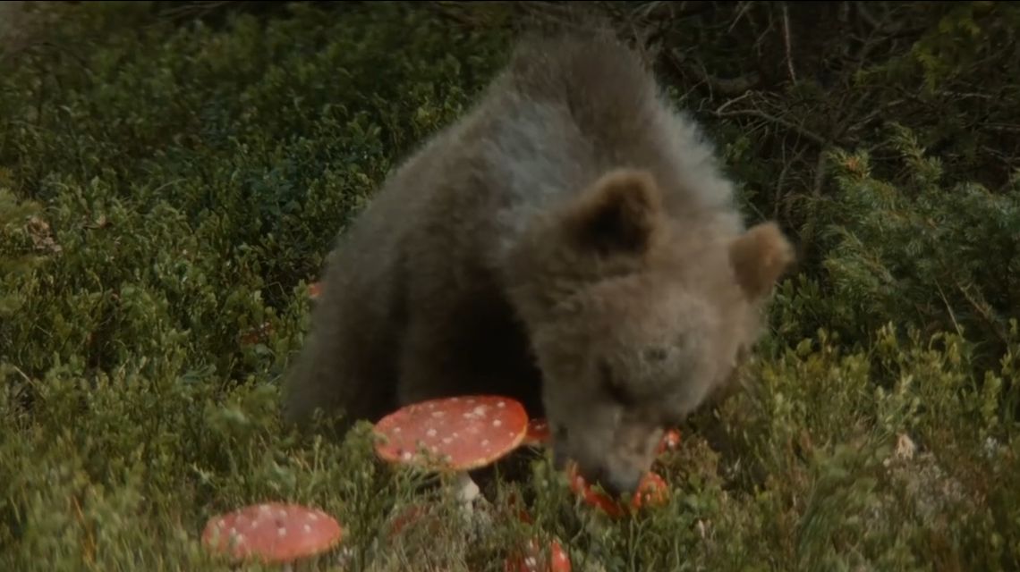Медвеженок травится мухоморами. х/ф "Lours", 1988. УК РФ 228