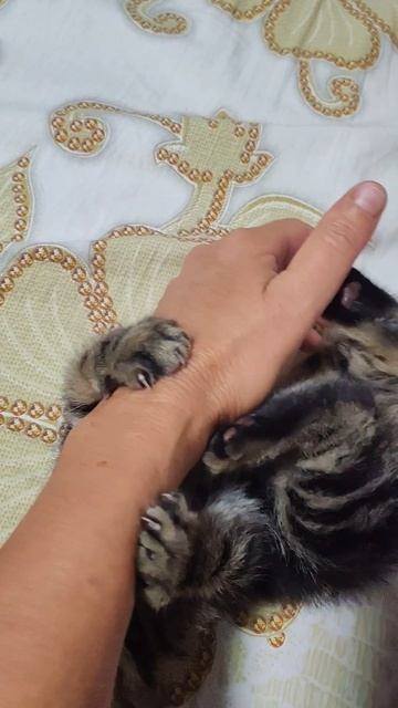 Марик Кот... Наверное собака🤣 или Тигр✅ 
Но😉 если его громко ругаешь... Успокаивается🤣