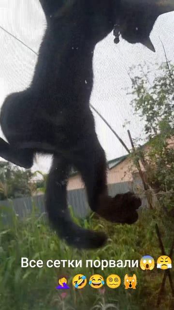 На улице дождик,наша кошка спешит домой😵💫🤦♀️😤😱🙀😂🤣👍
