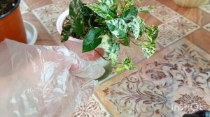 Моя коллекция.Фикусы переехали домой ☘️