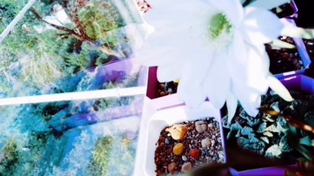 🌟Астрофитум звёздчатый 🌵 цветение 💮