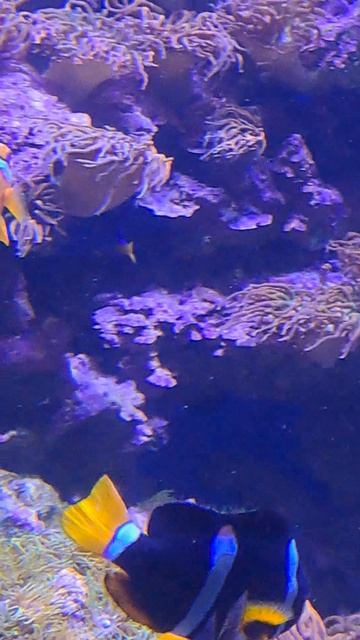 рыба клоун Amphiprion Clarkii