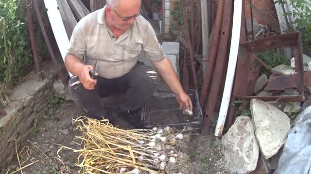 ПОСЛЕДНИЙ ДЕНЬ ИЮЛЯ! ВЫНЕС ТРАВУ НА КОМПОСТ! ОБРЕЗАЮ ЧЕСНОК!!АРБУЗ С ГРЯДКИ!! НЕМНОГО ПРО АВИТО!