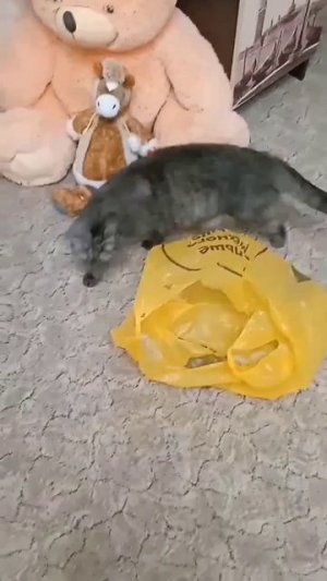 Приколы животные