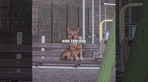 если ваши животные.....😱