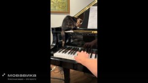 Ежедневные Будни Котиков №10
