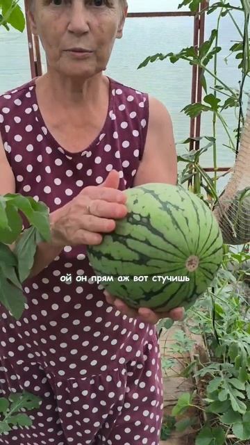 Свои арбузы на Урале
