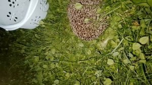 Ежик на участке 🦔🦔🦔
