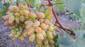 СУПЕР НОВИНКА!!! Гф АРТИСТ!!! (Калугин В.М.) Тел:8989 538 12 89,8988 890 27 88 (Ватсап,Телегр МАХ).