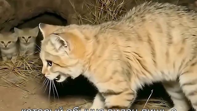 Барханная кошка против Гремучей змеи 🐈🐍