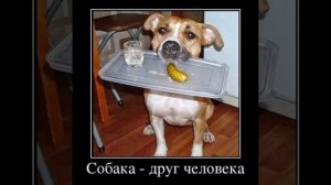 Собака друг человека . Юмор