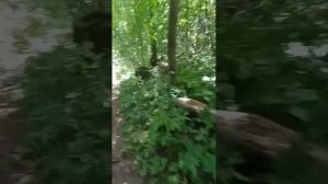 Дворец Потёмкина в Островках: Тайны, которые скрывал лес