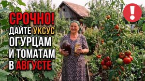 Срочно Дайте УКСУС Огурцам и Томатам в Августе! Урожай ВЕДРАМИ до Заморозков!