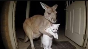 🚨КОТИКИ И ДРУГИЕ ЖИВОТНЫЕ В РЕЖИМЕ ДРУЖБЫ😺🐾