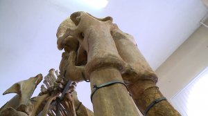 День южных слонов