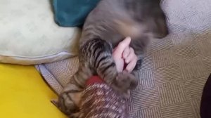 Кот Тимофей : я разрешил себя погладить а теперь получай кусь