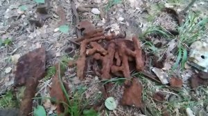 Коп по войне мох в лесу как ковер