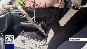 КТО ОБЯЗАН СЛЕДИТЬ ЗА СОСТОЯНИЕМ ДЕРЕВЬЕВ В ГОРОДЕ?