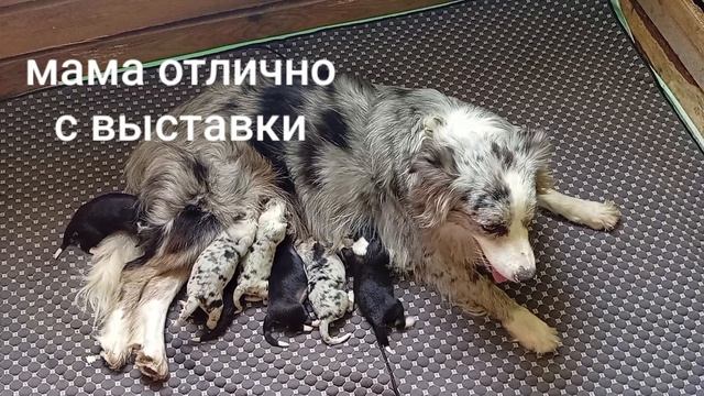 бордер Колли питомник Князь Харитон