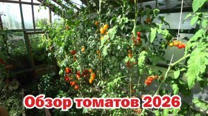 Обзор томатов-2026. Часть 8