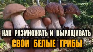 КАК ВЫРАЩИВАТЬ СВОИ ГРИБЫ - Белые, Подосиновики, Лисички. Как размножать дикие грибы