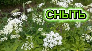 Сныти заросли у ручья .Птичьи голоса...
