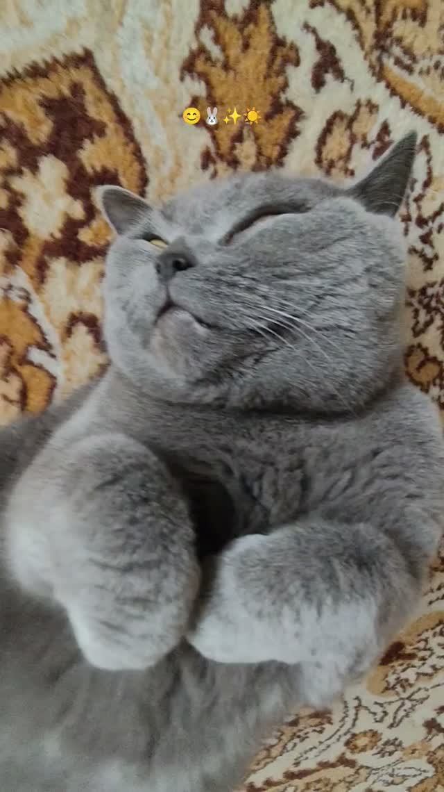 коротко о моëм коте 🐱