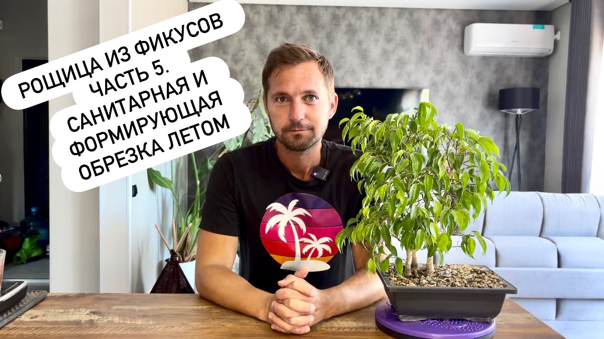 Рощица из Фикусов Часть 5. Санитарная и формирующая обрезка летом