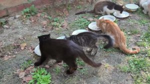 Котики и гость в конце видео.🐈🐈🐕🦔❤️