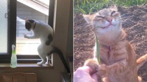 СМЕШНО ДО СЛЕЗ 😹😍 СМЕШНЫЕ КОТЫ, ЛУЧШИЕ ПРИКОЛЫ С КОТАМИ, КОШКИ, ЖИВОТНЫЕ 🥰