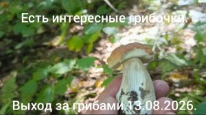 Выход за грибами 13.08.2026.