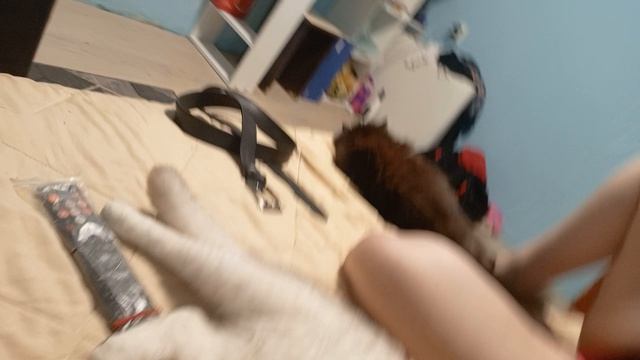 Котик Рони