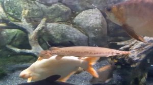 #Океанариум Sochi Discovery World Aquarium.Адлер
