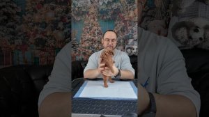 обзор той пудель