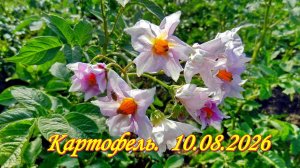 Пробная копка картошки. 10.08.2026