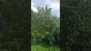 1786536446987.mp4