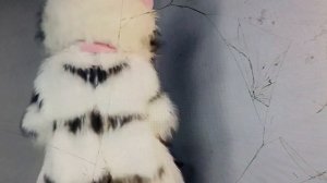 чиловый котик (премьера клипа) _вау вероника &марьяна локель