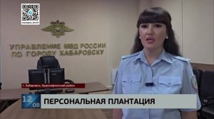 Самосад: плантацию конопли нашли на участке менеджера по продажам в Краснофлотском районе