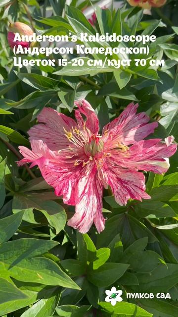 Anderson's Kaleidoscope Peony. Андерсон'с Калейдоскоп пион. Пулков сад