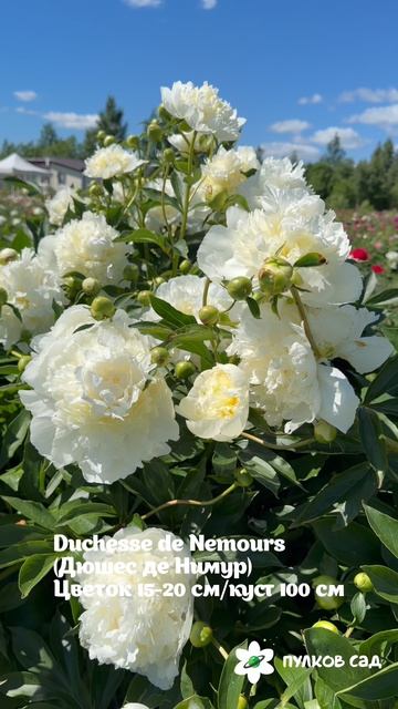Duchesse De Nemours Peony. Дюшес де Немур пион. Пулков сад