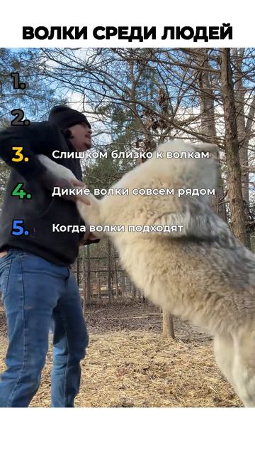 ВОЛКИ СРЕДИ НАС