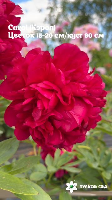 Carol Peony. Кэрол пион. Пулков сад