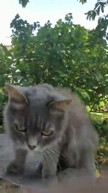 Кошки