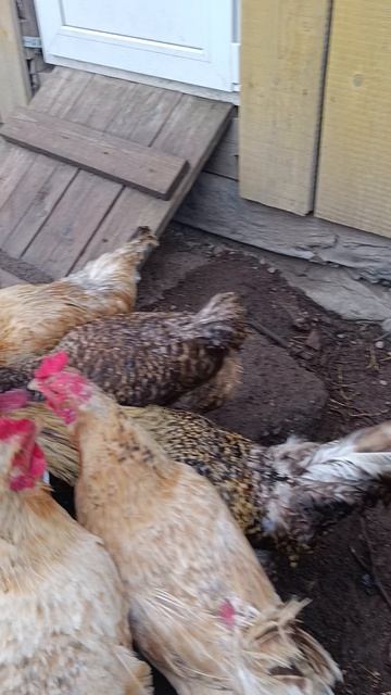 Плотный завтрак у кур 🐔🐓 загол яйценоскости ☝️