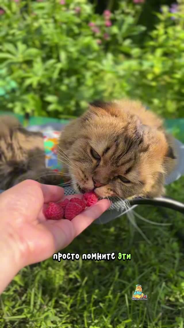 Обожаю малину!😻 А вы? #котики #малина #юмор