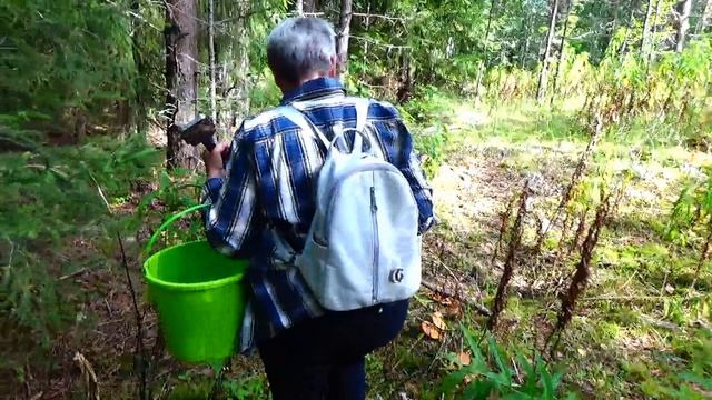 Как дела с грибами 11 августа 2026 г