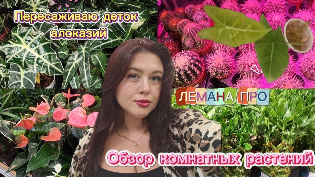КОМНАТНЫЕ ЦВЕТЫ В ЛЕМАНА ПРО🪴РАССКАЗЫВАЮ О СВОИХ РАСТЕНИЯХ🌿СГНИЛИ АЛОКАЗИИ😥