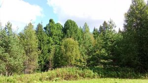 Крайний покос.